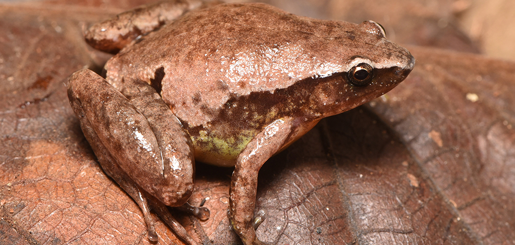 Discovery of the Copiula mosbyae in Papua New Guinea